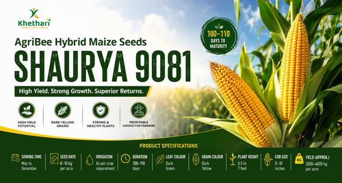AgriBee Hybrid Maize Seeds Shaurya 9081 – High Yielding Hybrid Maize for Profitable Farming