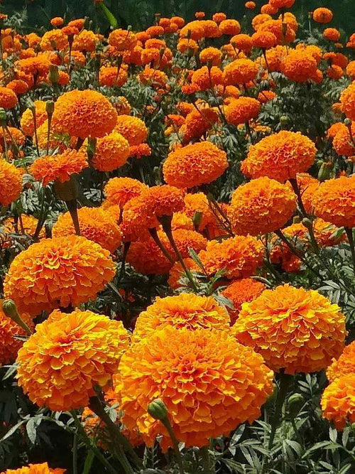 Disease management of Marigold