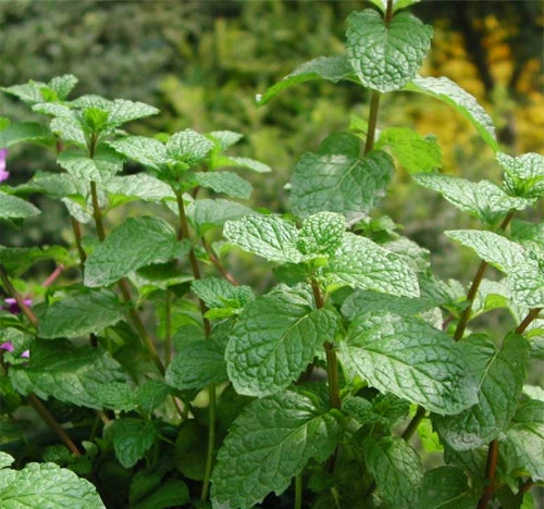 Healthy Mint, Happy Garden: Pest Prevention Tips