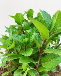 Disease Management in Mint