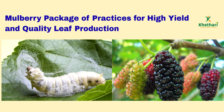 Mulberry Package of Practices for High Yield and Quality Leaf Production
