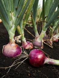 Disease management of Onion