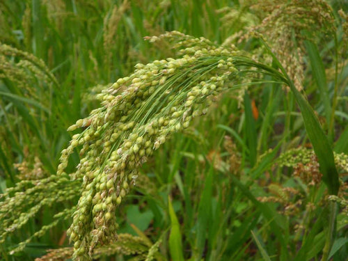 Natural IPM Solutions for Little Millet