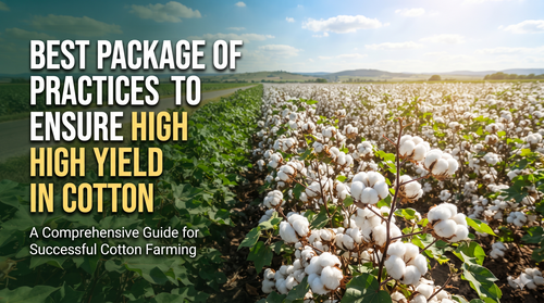 BEST PACKAGE OF PRACTICES TO ENSURE HIGH YIELD IN COTTON