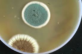 Paecilomyces lilacinus: The Beneficial Fungus" – Khethari