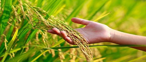 Rice Yield Success: Top IPM Methods
