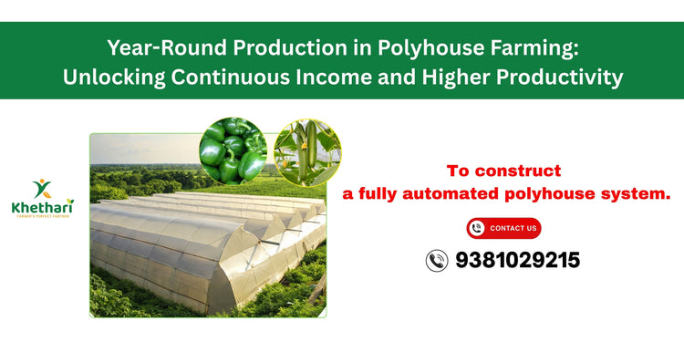Year-Round Production in Polyhouse Farming: Unlocking Continuous Income and Higher Productivity