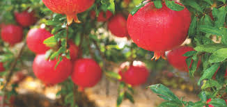 Pest management of Pomegranate