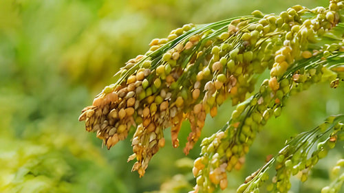 Disease management in Proso millet
