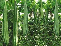 Ridge gourd