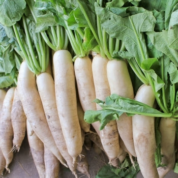 Radish Rangers: Protecting Your Spicy Squad