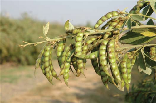 DISEASE MANAGEMENT IN RED GRAM