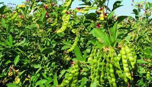 Pest management in Red gram