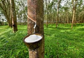 Disease management in Rubber