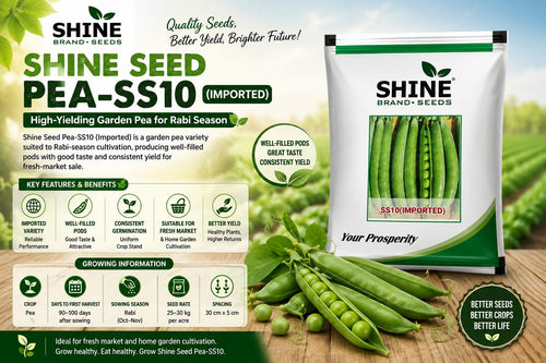 Shine Seed Pea-SS10 (Imported) – Quality Garden Pea for Rabi Cultivation