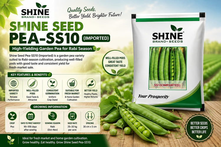 Shine Seed Pea-SS10 (Imported) – Quality Garden Pea for Rabi Cultivation