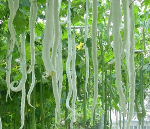 Snake Gourd