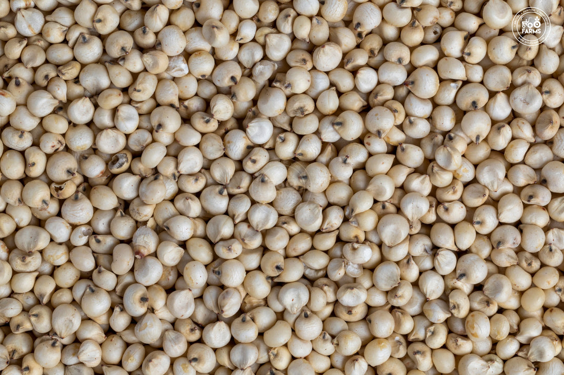 Sorghum