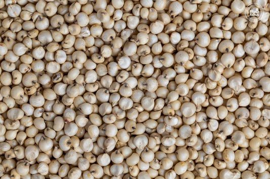 Sorghum