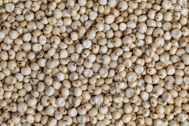 Sorghum