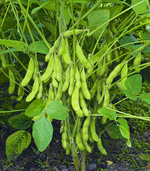 Disease management in soyabean