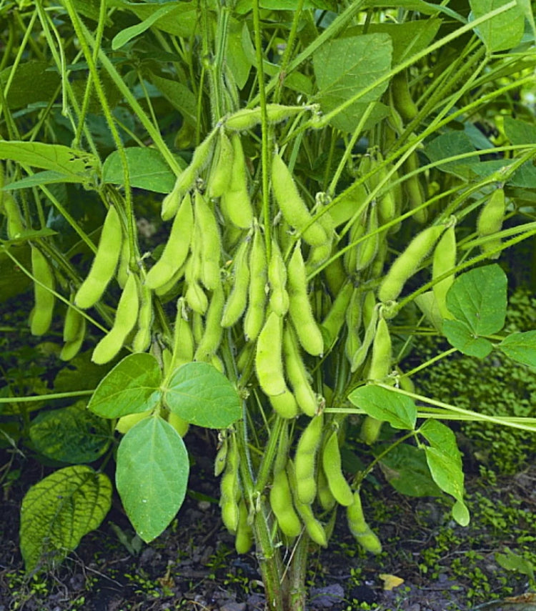 Soyabean