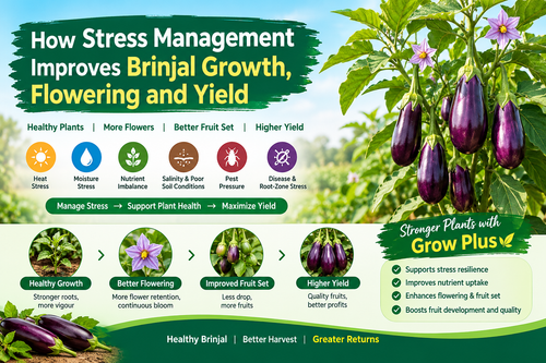 How Stress Management Improves Brinjal Growth, Flowering and Yield