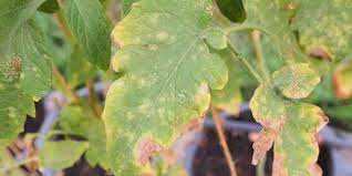 BEST MANAGEMENT OF THRIPS IN TOMATO