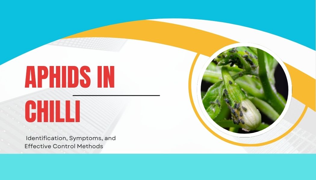 Aphids in Chilli Crop: Identification, Symptoms, and Effective Control Methods