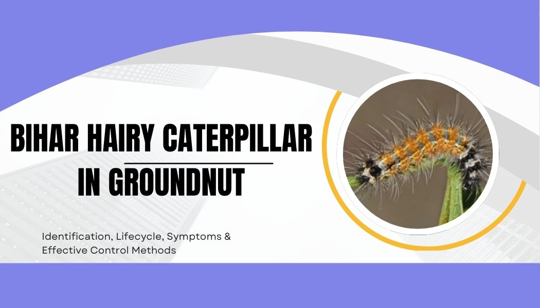 Bihar Hairy Caterpillar in Groundnut: Identification, Lifecycle, Symptoms & Effective Control Methods