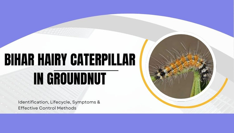 Bihar Hairy Caterpillar in Groundnut: Identification, Lifecycle, Symptoms & Effective Control Methods
