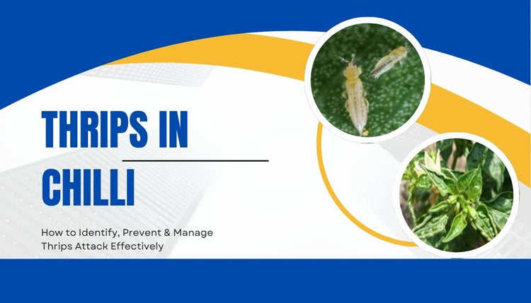 Thrips in Chilli Crop: How to Identify, Prevent & Manage Thrips Attack Effectively