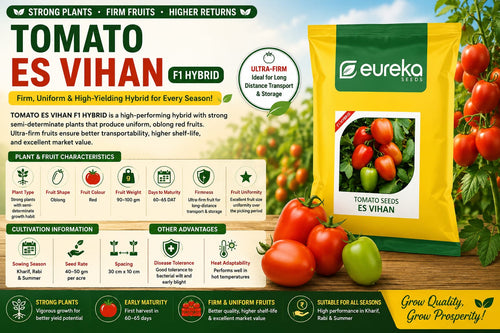 TOMATO ES VIHAN F1 HYBRID – Firm Fruits, Strong Plants &amp; Reliable Performance