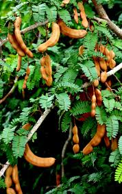 Safeguarding Tamarind Trees from Pests