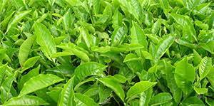 Disease Management in Tea