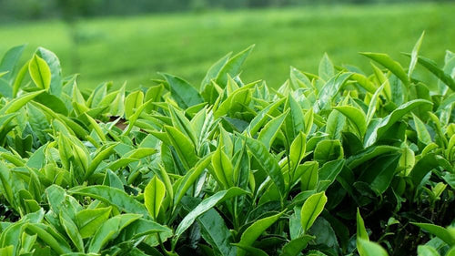 Pest management in Tea