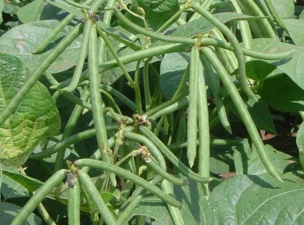 IPM Practice of Green gram