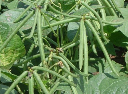 IPM Practice of Green gram
