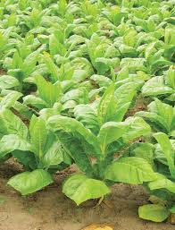 Effective Disease Management in Tobacco