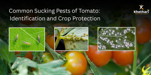 Common Sucking Pests of Tomato: Identification and Crop Protection