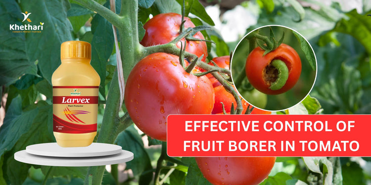 EFFECTIVE CONTROL OF FRUIT BORER IN TOMATO