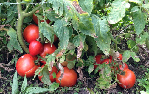 Pest management of Tomato
