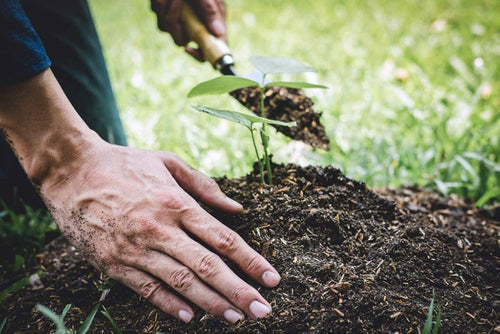"The Magic of VAM: Plant-Fungi Partnerships"