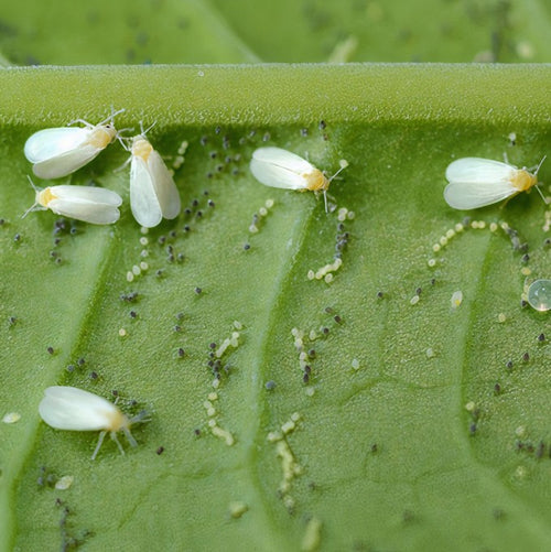 "Verticillium lecanii: The Green Guardian"