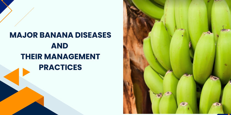 Major Banana Diseases and Their Management Practices