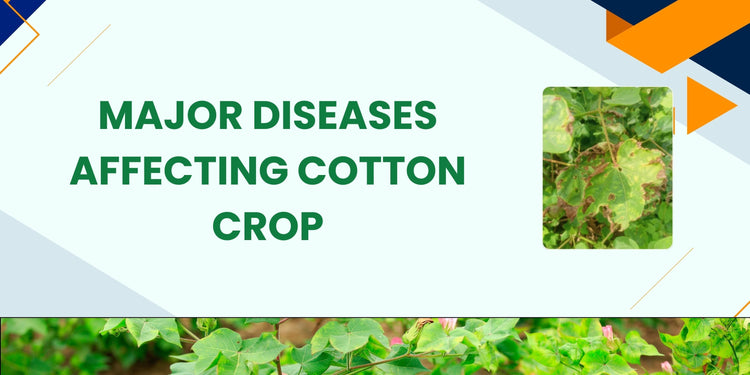 MAJOR DISEASES AFFECTING COTTON CROP