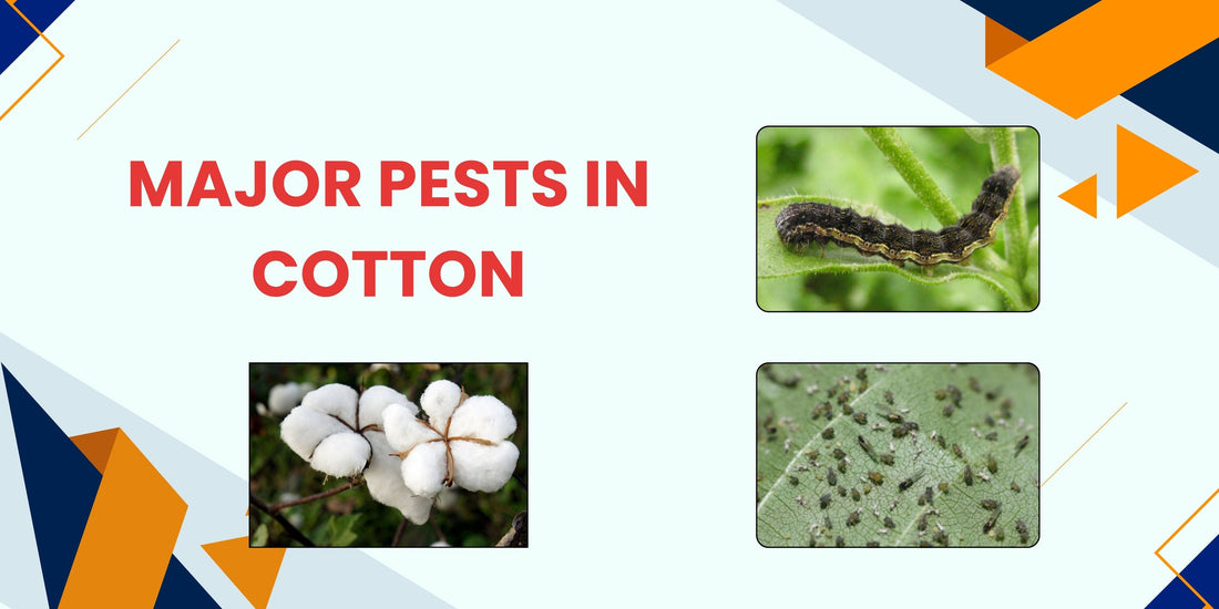 MAJOR PESTS IN COTTON