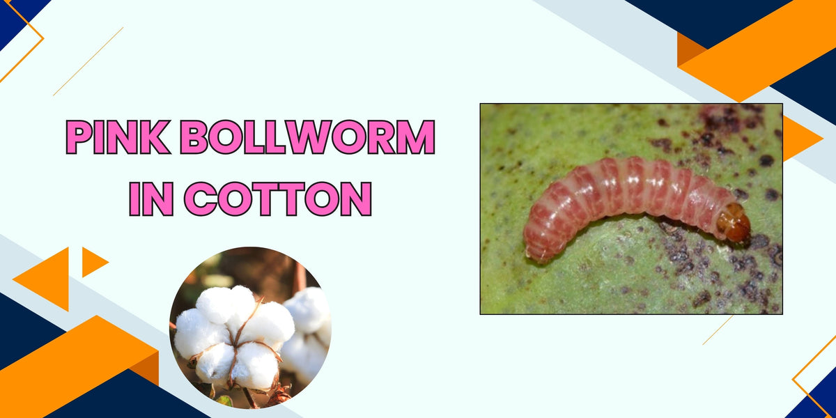 PINK BOLLWORM IN COTTON – Khethari
