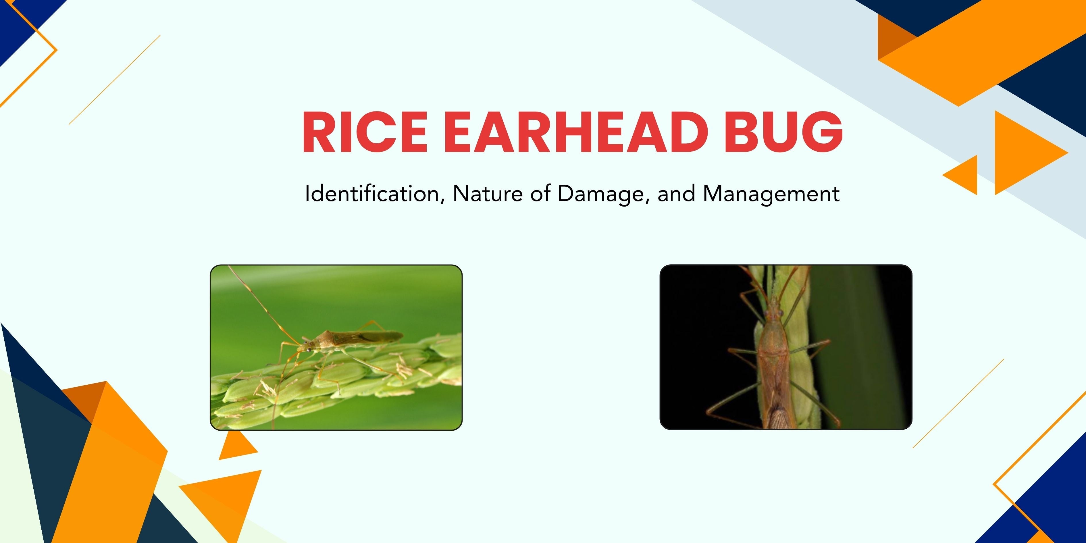 Ear Rice Infestation Rice Earhead Bug – Identification, Nature of Damage, and Management ...
