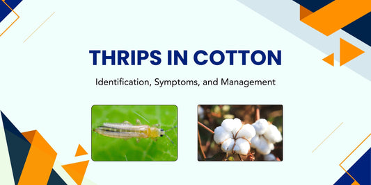 THRIPS IN COTTON